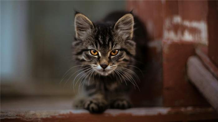 Аллергия на котов