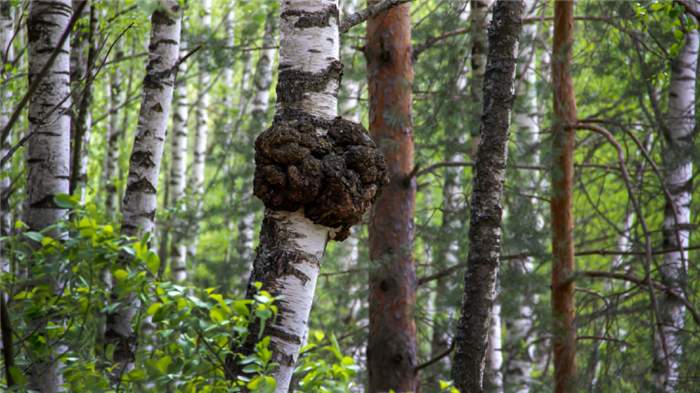 Чага (березовый гриб)
