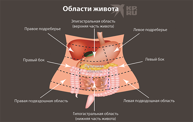 Схема областей живота. Фото: KP.RU