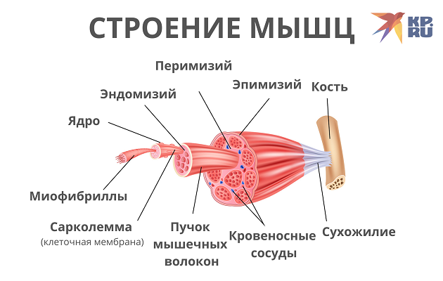 Строение мышц