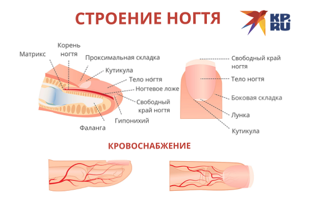 Структура ногтя