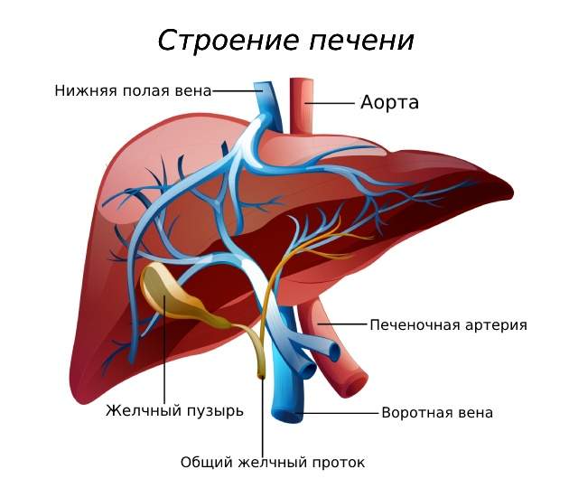 Строение печени