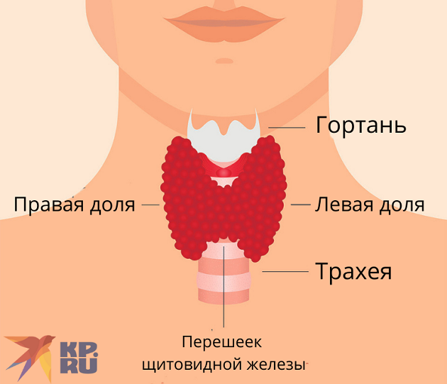 Строение щитовидной железы