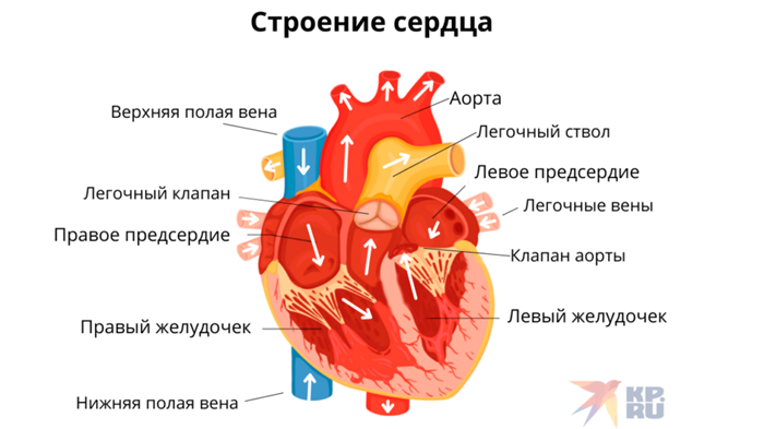 Анатомия сердца