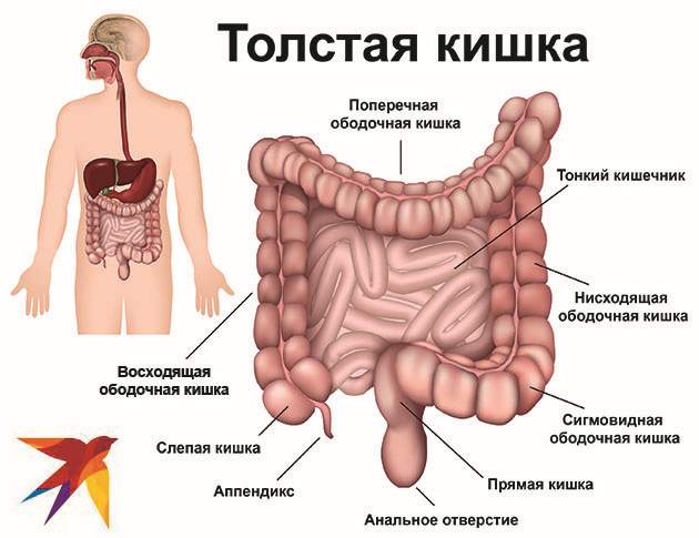 Толстая кишка человека