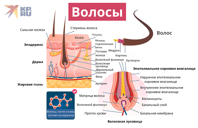 Структура волос