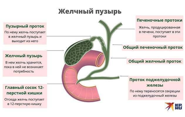 Желчный пузырь