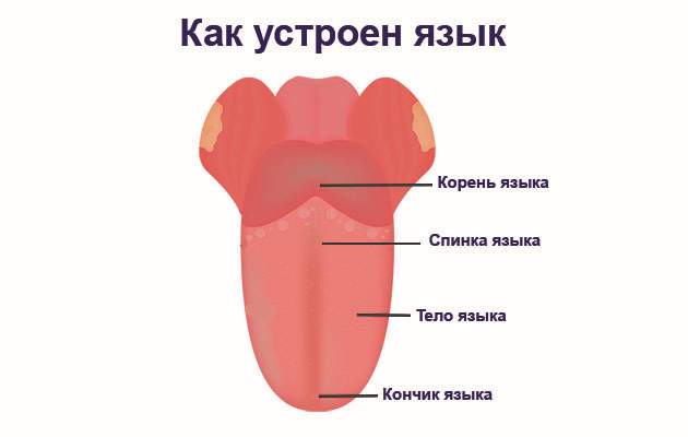 Как устроен язык