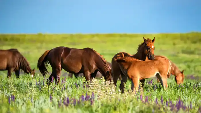 Климатические сюрпризы: как погода в Казахстане повлияет на планы жителей в конце мая