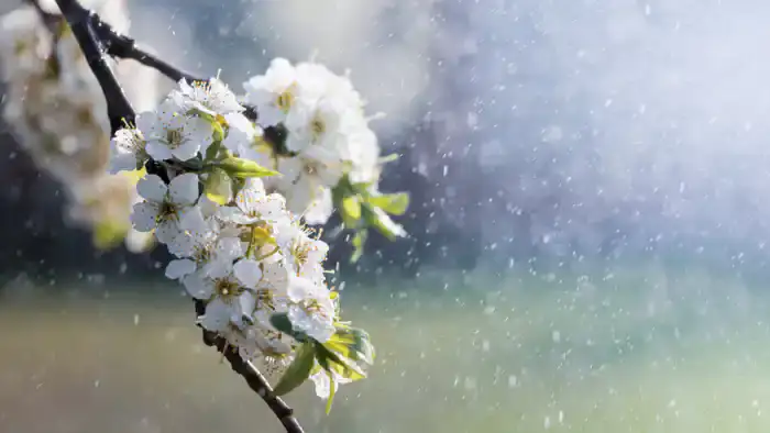 Майские дожди: какую погоду ожидать в Астане и Алматы на выходных?