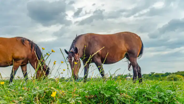 Экстремальные погодные условия в Казахстане: как перепады температур влияют на сельское хозяйство и здоровье населения
