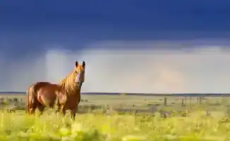 Казахстанцы готовятся к непогоде: грозы и шквалы на подходе