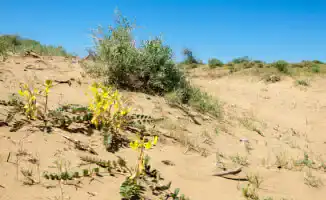 Экстремальная жара в Казахстане: как аномальные температуры влияют на здоровье и экономику