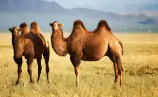 Казахстан в огне: когда жара танцует с грозами