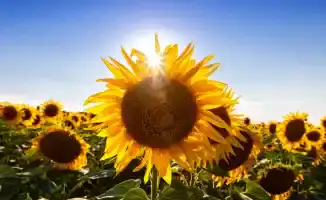 Казахстан готовится к экстремальной жаре: антициклон принесет 40-градусные температуры и ясное небо, что может повлиять на здоровье и сельское хозяйство