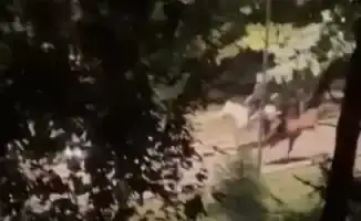 Знаменитый музыкант выразил недовольство улюлюканьями в центре Алматы, в то время как поздно вечером на одной из автомобильных дорог города были замечены всадники, движущиеся по проезжей части. Это необычное явление привлекло внимание прохожих и водителей