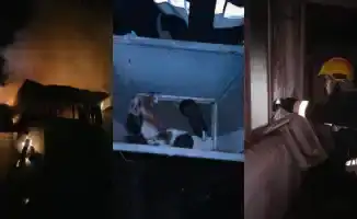 Алматы: Эпичное спасение хомяков и овец привлекло внимание общественности