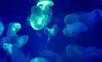 АЭС Гравлин во Франции приостановила работу из-за медуз