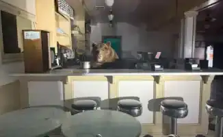 Медведь устроил утренний десертный переполох в кафе на южном берегу озера Тахо