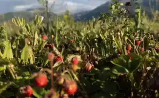 Казахстан: Погода как на американских горках – от зноя до грозы в один день!