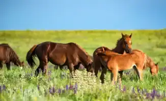 Синоптики прогнозируют резкие изменения погоды в Астане и Алматы: от палящего солнца до ливней с 14 по 16 августа.