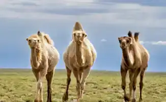 Сильная жара на юге Казахстана: как высокие температуры влияют на жизнь местных жителей