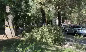 В Алматы упавшая ветка унесла жизнь человека: полиция проводит расследование