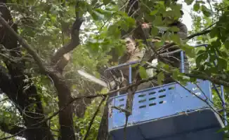 Трагедия в Алматы: после гибели 27-летней женщины от упавшей ветки началась обрезка деревьев на улице Ади Шарипова