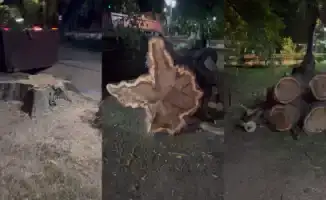 В Алматы жители возмущены вырубкой здоровых деревьев в центре города: акимат объясняет необходимость работ