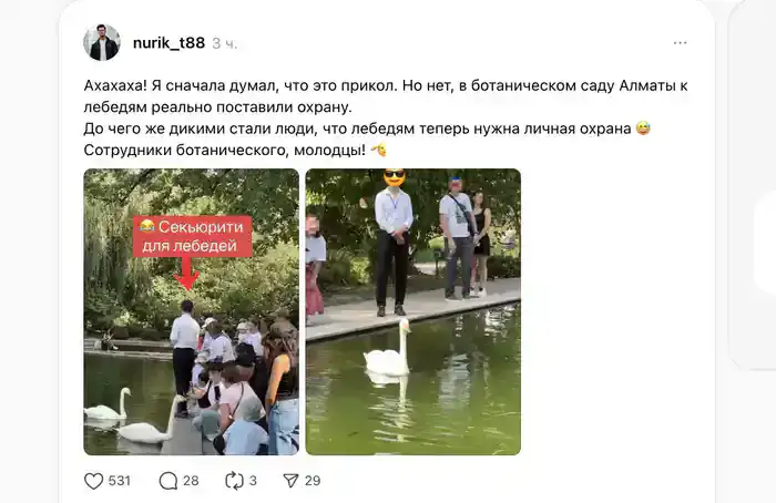 Фотографии 'личного охранника' лебедей в Алматы