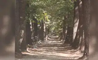 Алматинцы недовольны новыми бордюрами в роще Баума