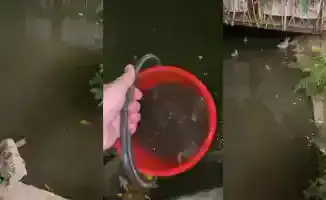 Загрязнение Большой Алматинки: жители Алматы бьют тревогу из-за сброса канализационных вод