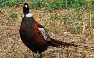 Алматинский фазан с сердечками покорил сердца горожан