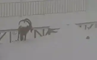 Необычный гость на Шымбулаке: горный козел попал в объектив камеры