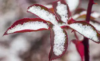 Зима стучится в двери: Казахстан встречает снежную бурю, а синоптики предсказывают холодные дни