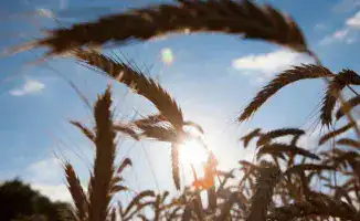 Казахстан: Золотые поля ждут американских агрономов для посева новых идей