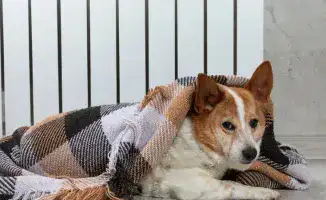 Алматы готовится к зимнему пробуждению: когда тепло станет спасительным одеялом для мегаполиса