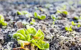 Погода в Казахстане: заморозки и пыльные бури на подходе