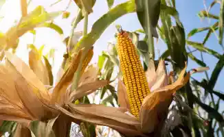 Погода в Казахстане 5 сентября: жара до +38, грозы и ветер