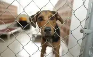 Протест зоозащитников в Казахстане: закон об обращении с животными и таймер для ограничения сроков