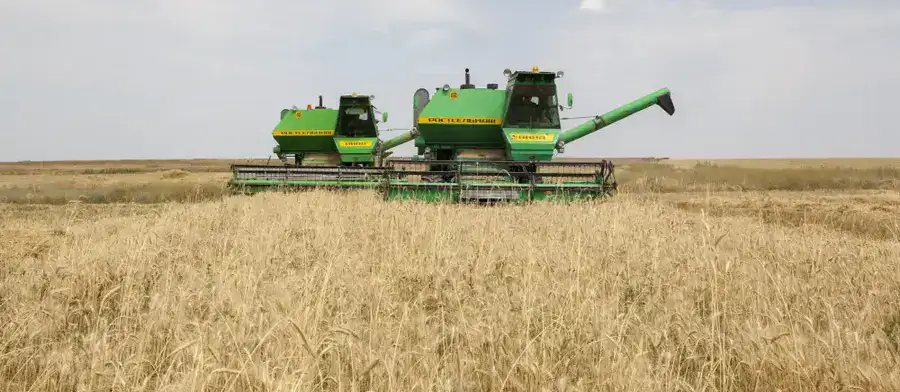 Алматинские фермеры собрали рекордный урожай зерна и кукурузы (2)