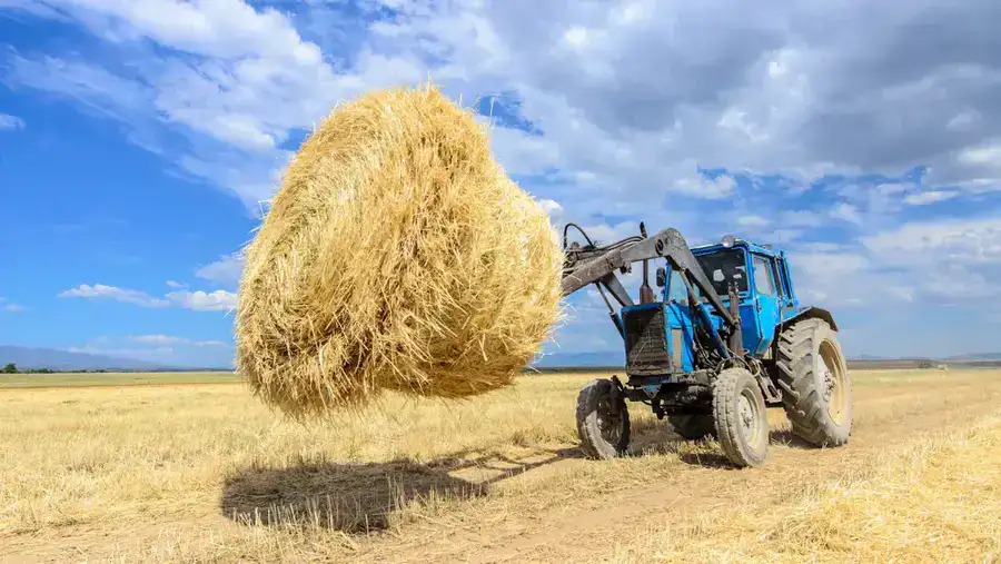 В области Жетісу к зиме заготовили уже свыше 2 млн. тонн кормов, а поголовье сельхозживотных превысило 2,7 млн. голов (7)