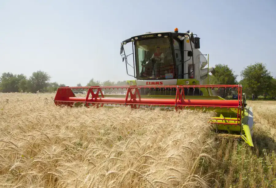 Алматинские фермеры собрали рекордный урожай зерна и кукурузы (3)