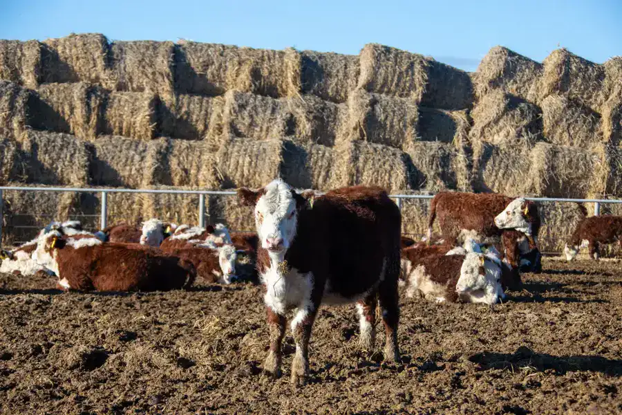 В области Жетісу к зиме заготовили уже свыше 2 млн. тонн кормов, а поголовье сельхозживотных превысило 2,7 млн. голов (4)