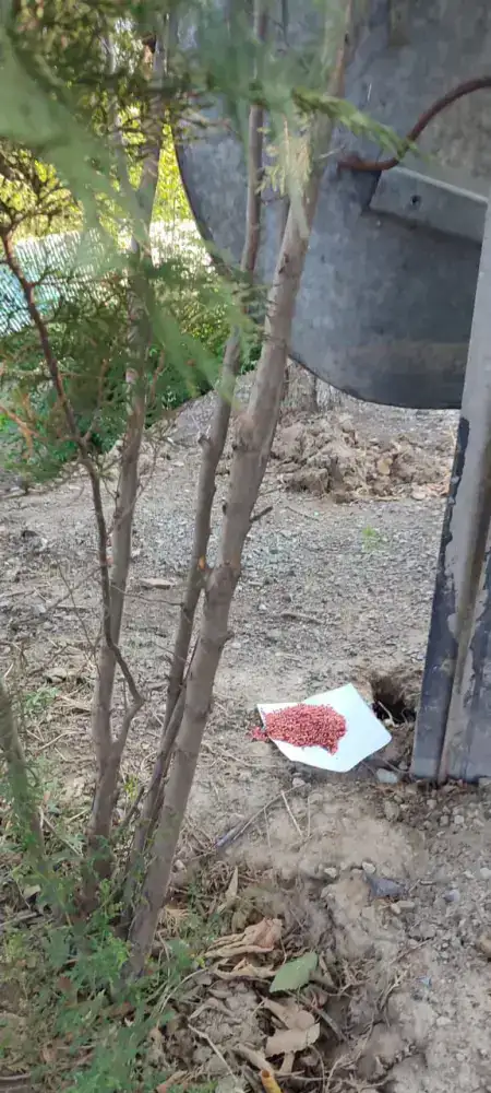 В Алматы завершается осенний этап дератизации - обработано более 47 тыс. гектаров (2)