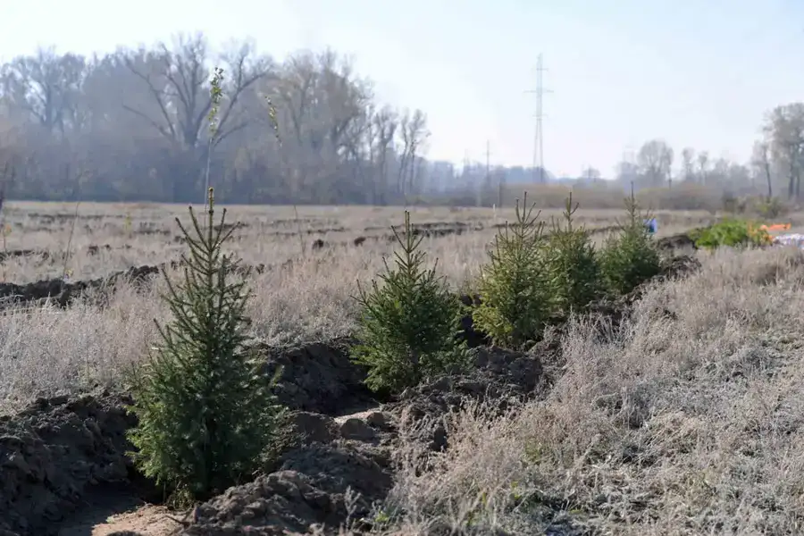 В Семее открылся лесной питомник (7)