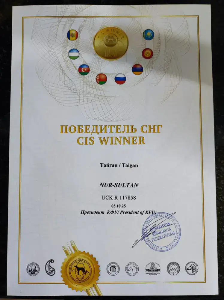 Тайган из Осакаровского района признан лучшим представителем породы в Казахстане (2)