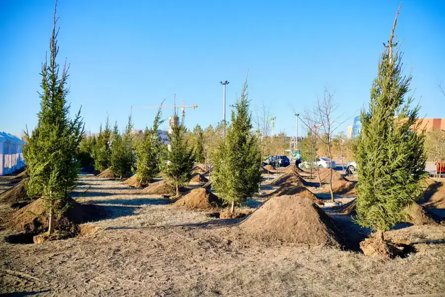 Более 1 млн зеленых насаждений высадят в Астане в текущем году (10)