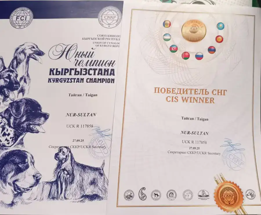 Тайган из Осакаровского района признан лучшим представителем породы в Казахстане (3)