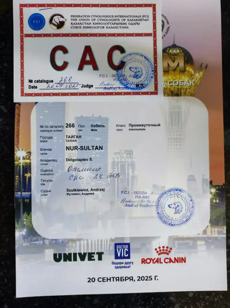 Тайган из Осакаровского района признан лучшим представителем породы в Казахстане (8)
